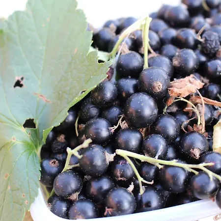 Gaestehaus Niemerg Warendorf