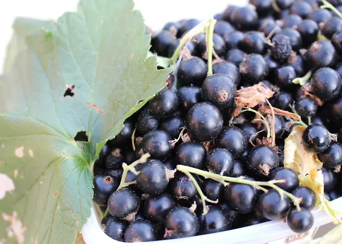 Gaestehaus Niemerg Warendorf